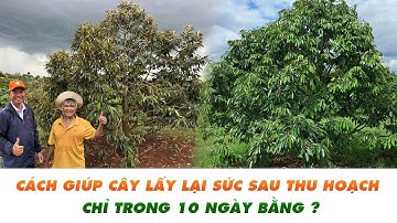 Cách Giúp Cây Lấy Lại Sức Sau Thu Hoạch, Kéo Cơi Đồng Loạt Từ Nhà Vườn Thực Chiến Anh Nam - Ea Hleo