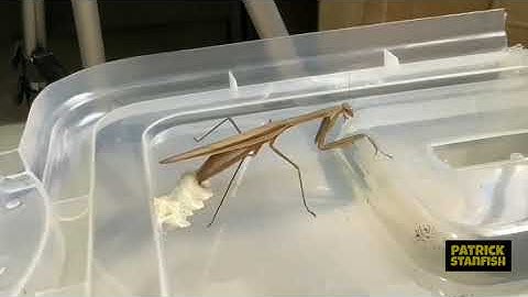 Praying Mantis Making An Egg Case (Ootheca) Timelapse