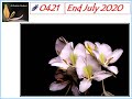 Ashrama Gardens Photo Video # 0421 - August 12, 2020 Edition - End July 2020 Clicks