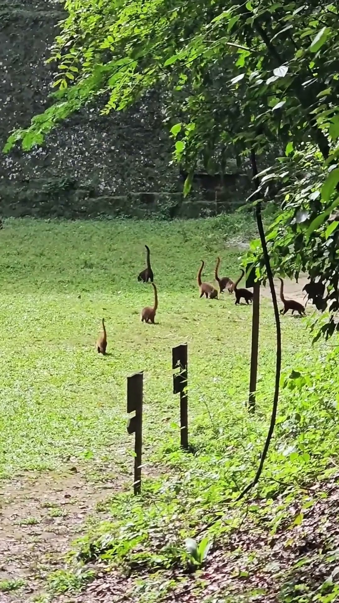 Little Mini Dinosaurs
