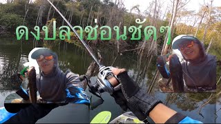 ล่าปลาช่อนฤดูหนาว EP.10 เจอดงปลาช่อน บันเทิงเลย #fishing #ตกปลา #กบยาง