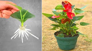 How to grow anthurium plants from leaves in pots