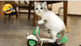 Funniest Cats And Dogs Videos 😁  Best Funny Animal Videos 2024 🥰