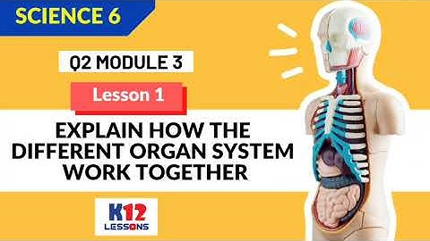 Science 6 Quarter 2 Module 3 Lesson 3 - Explain How the Different Organ System Work Together