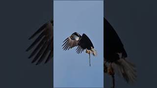 Master Builder ❤️🦅! #eagle #baldeagle #trsp