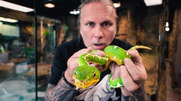 UNBOXING AN AMAZON BASIN TREE BOA FOR THE REPTILE ZOO BUILD!! | BRIAN BARCZYK