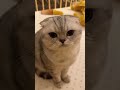 ネッコ「赤ちゃん寝てるしええやろ（ｵﾅﾗﾌﾞｰ）」秋田イッヌ「…ベシッ」　#shorts