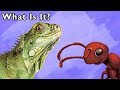 What is It? + More | ANIMAL GUESSING GAME | Mother Goose Club Phonics Songs