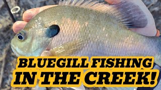 Try This SIMPLE Method To Catch BLUEGILL From The BANK!