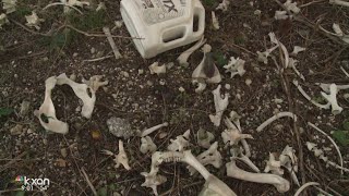 Caught on Camera: TxDOT dumping roadkill, waste and more
