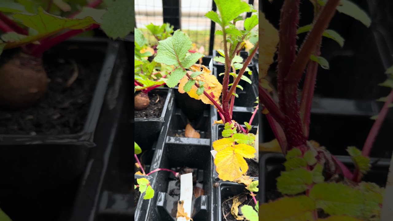 3 Crops I’d Never Buy From a Nursery