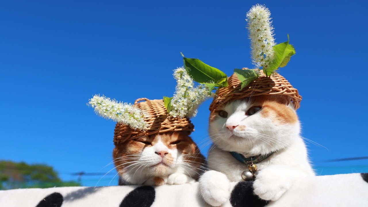 ネコ 上溝桜 のせ猫 2026 260527 - YouTube