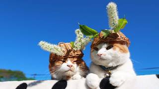 ネコ 上溝桜 のせ猫 2026 260527 - YouTube