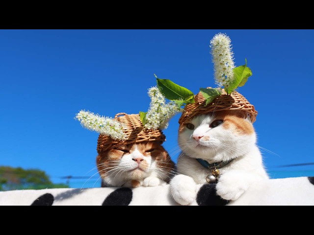 ちゃけねこ 上溝桜 のせ猫 2026 260527 - YouTube