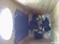 Wood duck fledglings leave the nest (seen from inside the box)