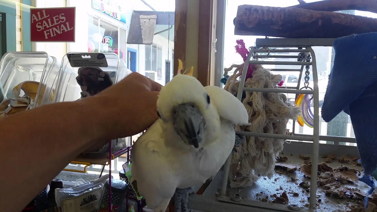 Friendly cockatoo YouTube
