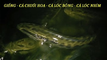 GIỐNG CÁ CHUỐI HOA - CÁ LÓC BÔNG - CÁ LÓC NHÍM, SỐ LƯỢNG LỚN NHẤT VIỆT NAM. BAO TIÊU ĐẦU RA GIÁ CAO