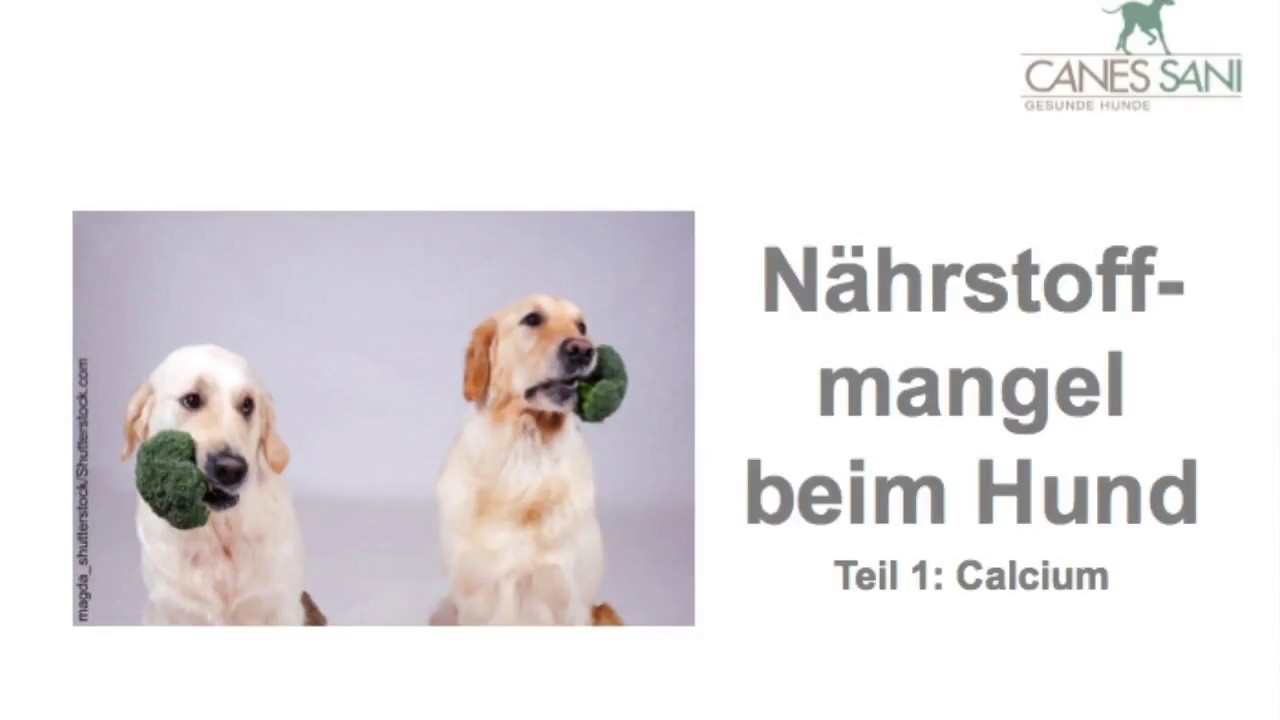 Nährstoffmangel beim Hund Teil 1 Calcium Speziell, wenn Ihr Hund