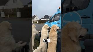 When Goldens Hear The Jingle