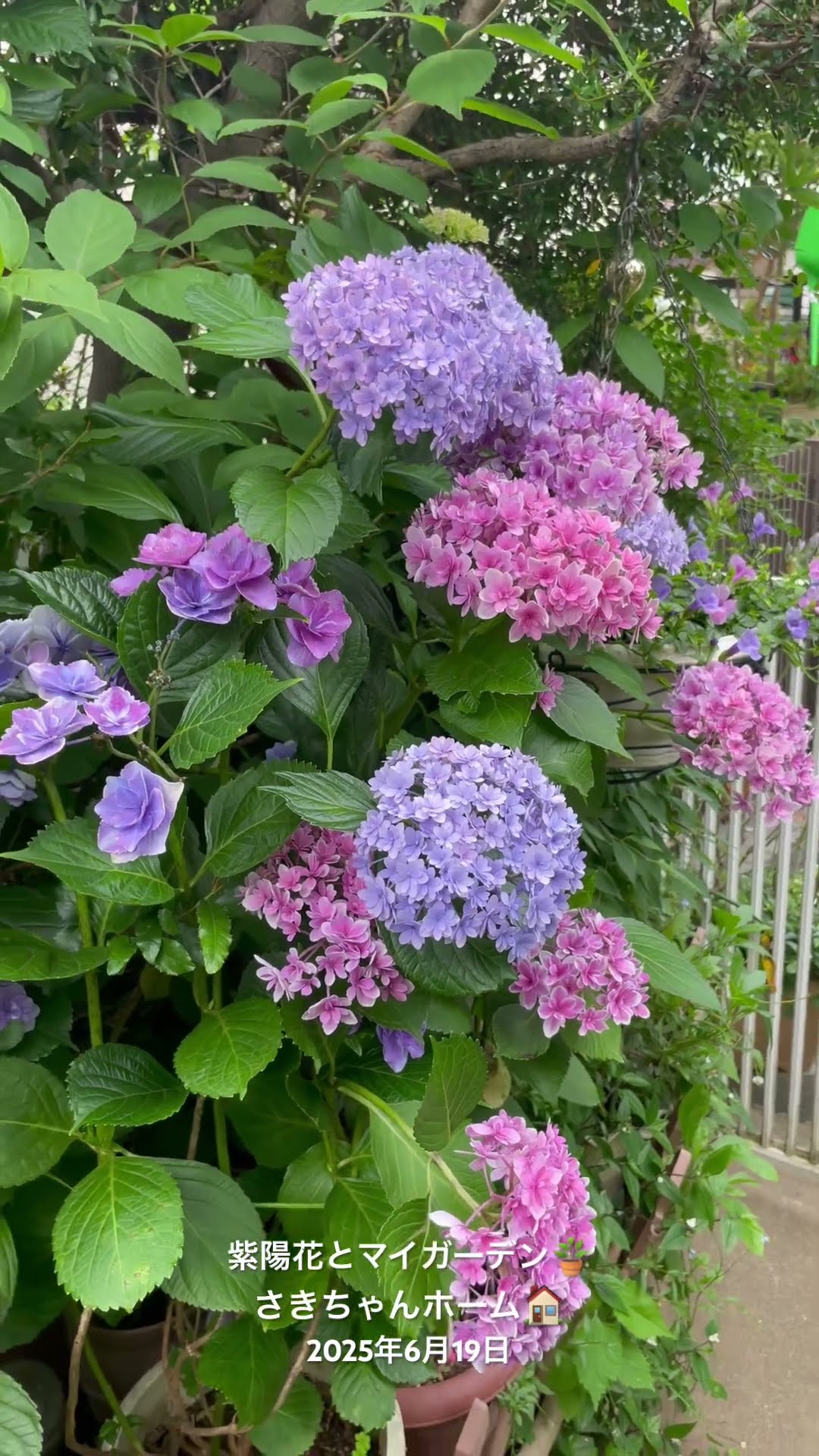 薔薇とレースのジャンクジャーナル・雑記帳 紫陽花 For You