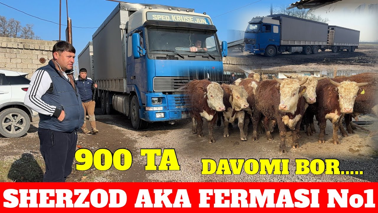 SHERZOD AKA 9 mlndan BUQALAR KELA BOSHLADI ☎️932222555 ☎️996676999 DAVOMI DUSHANBA KUNIGA 500 ta