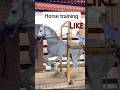 Dance Training Horse Traininghorse Youtobeshort Horselover Shorts