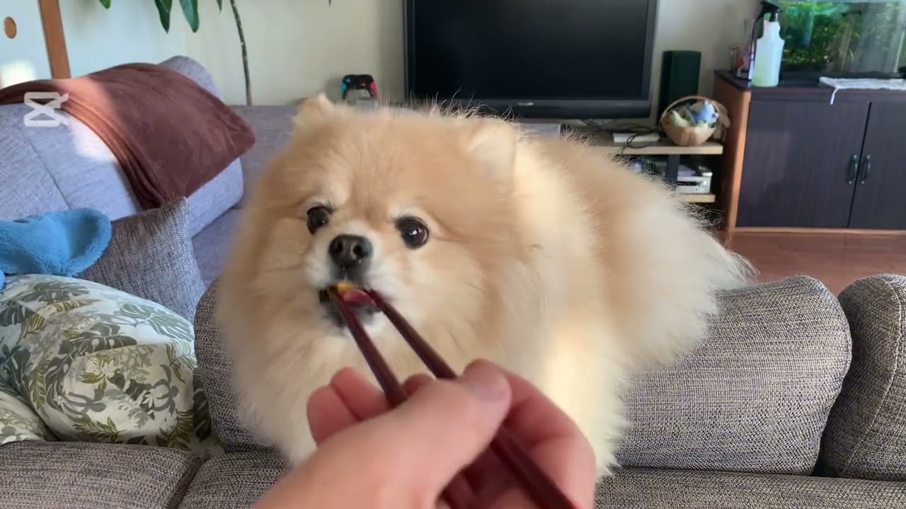 久しぶりのマフィンビーム【ロングバージョン】⚡️🧁😅