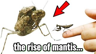 I Pet Different Kinds of Praying Mantises! The most stunning mantises in the world