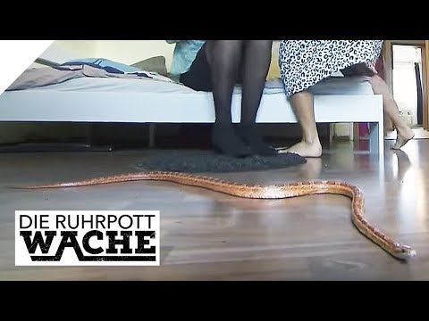 Video: Schrecken Mottenkugeln Schlangen ab?