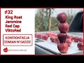 #32 Red Delicious: King Roat, Jeromine, Red Cap, Viktored - konfrontacja - jabłka, drzewka w sadzie