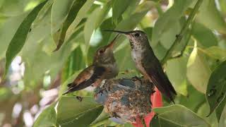 Mother Hummingbird Feeding Baby Hummingbird screenshot 4