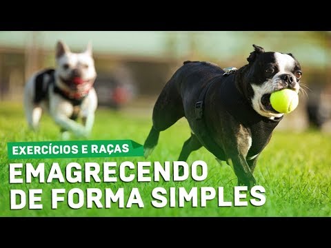 Vídeo: Planos de dieta e dicas de tratamento para animais de estimação com excesso de peso