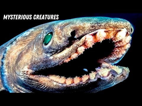 Mysterious Creatures: Top