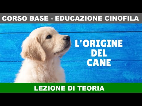 L&rsquo;origine del cane