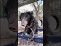 This Bear Cub Just Discovered Water… Chaos Ensues #bears #bearcubs #animals #funny