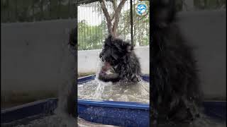 This Bear Cub Just Discovered Water… Chaos Ensues #bears #bearcubs #animals #funny