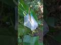 Bingung gimana kalo mau BAB di hutan.?? Tinggal buang aja, selesai #fyp #survival #hutan #tips