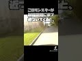カメラが捉えた巨大蜘蛛