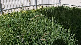 Overgrown yard clean up in back yard after 2 months by Lawn Care - IMM @Lawn_Care 2,200 views 1 year ago 10 minutes, 15 seconds