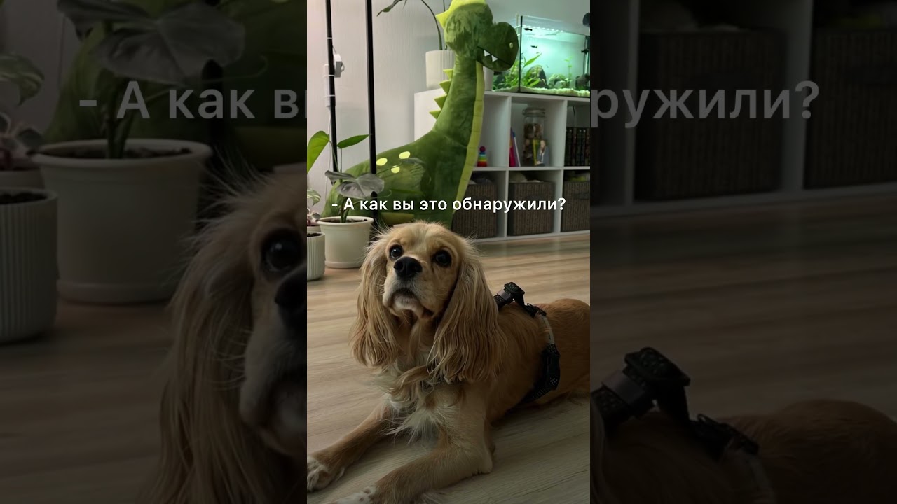 Мысли Шелдона, после появления второй собаки🤧