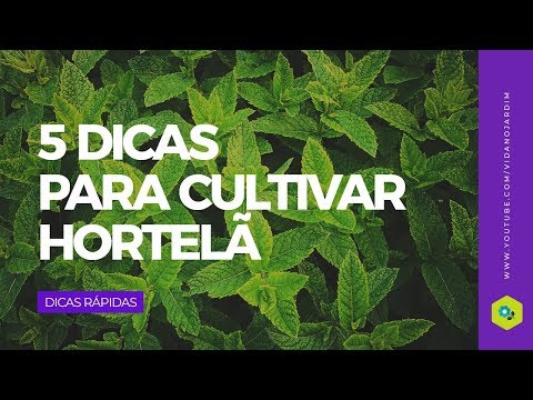 Vídeo: Dicas para cultivar hortelã no jardim