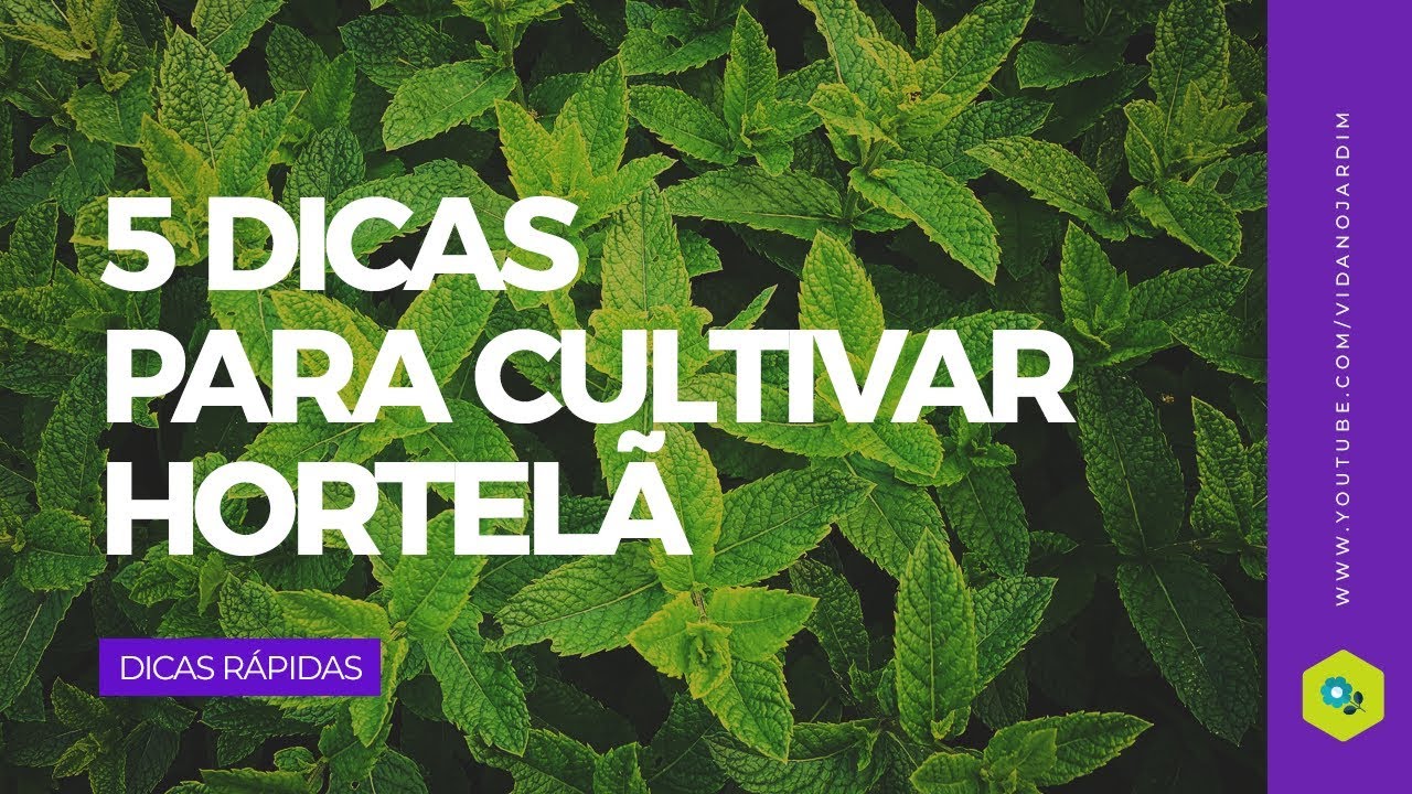 5 DICAS IMPORTANTES para CULTIVAR HORTELÃ 5 DICAS IMPORTANTES para CULTIVAR HORTELÃ