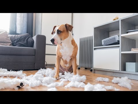 Video:  5 žingsniai į „Home Pet“įrodymą