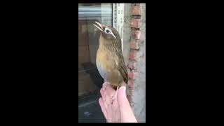 Nightingale Singing