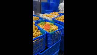 Apricot iqf machine Fruits flow blast tunnel mesh belt freezer Food automatic Iqf freeezing machines