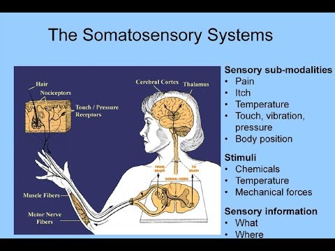 Somatosensory System