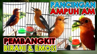 Pancingan Emosi dan Birahi ANIS MERAH 4 Burung Berbeda di 1 Video Putarkan dan Pasti Gacor tanpa rem