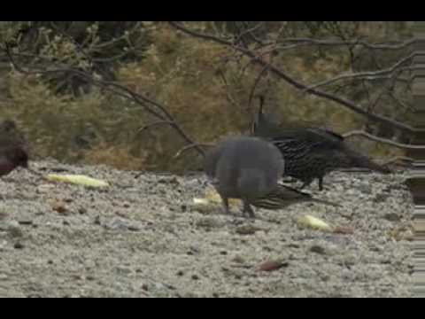 White winged Dove (Zenaida Asiatica)