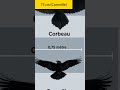 Ref:o3juZ5SKw48 Corbeau ou corneille comment les diffrencier #corbeau #corneille