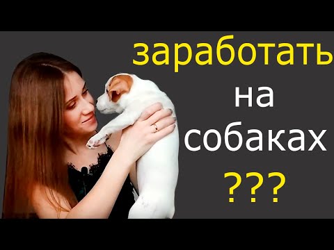 Разведение чихуахуа в домашних условиях как бизнес